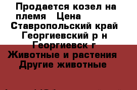Продается козел на племя › Цена ­ 4 500 - Ставропольский край, Георгиевский р-н, Георгиевск г. Животные и растения » Другие животные   